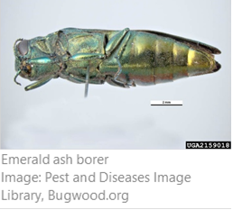 200805.InvasiveSpeciesBrief.2.png